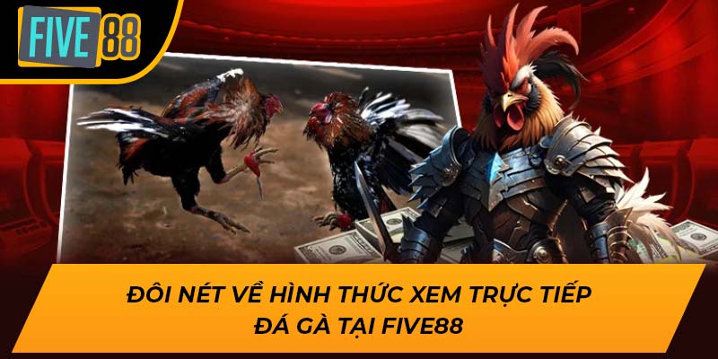 Trải Nghiệm Hấp Dẫn Khi Xem Trực Tiếp Đá Gà Cùng Five88 1 Đôi nét về hình thức xem trực tiếp đá gà tại Five88